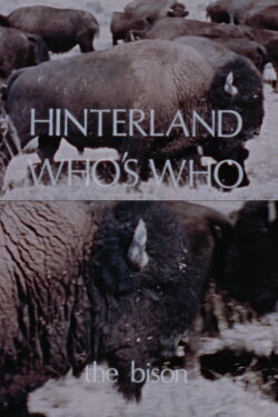 Hinterland Who's Who: The Bison (1973) Hinterland Who's Who: The Bison (1973)