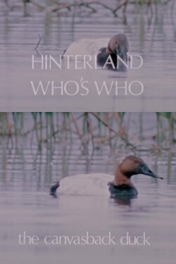 Hinterland Who's Who: The Canvasback Duck (1973) Hinterland Who's Who: The Canvasback Duck (1973)