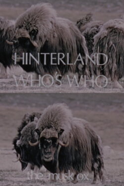 Hinterland Who's Who: The Musk Ox (1973) Hinterland Who's Who: The Musk Ox (1973)