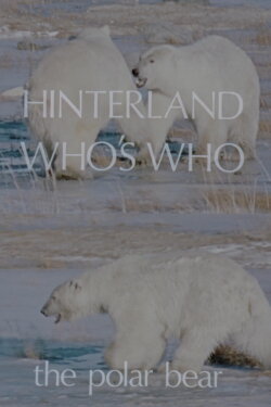 Hinterland Who's Who: The Polar Bear (1973)