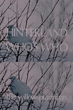 Hinterland Who's Who: The Willow Ptarmigan (1973) Hinterland Who's Who: The Willow Ptarmigan (1973)