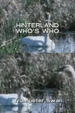 Hinterland Who's Who: Trumpeter Swan (1973) Hinterland Who's Who: Trumpeter Swan (1973)
