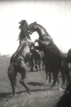 Hirten und Herden in der Pußta (1943)