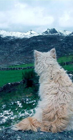 Histories of Wolves (2018) Histories of Wolves (2018)