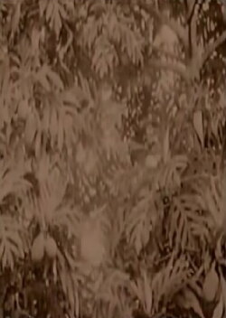 History of Micronesia (2019) History of Micronesia (2019)