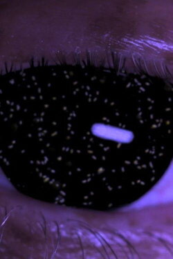Holobiont (2018) Holobiont (2018)