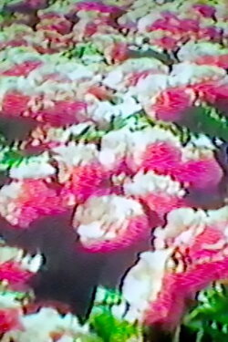 How Flowers Never Became A Food Group (2017) How Flowers Never Became A Food Group (2017)