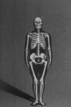 Human skeleton, structure and joints - Part I (1951) Human skeleton, structure and joints - Part I (1951)