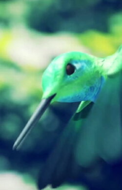 Humming Bird Minute (2017) Humming Bird Minute (2017)