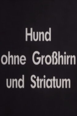 Hund ohne Großhirn und Striatum (1936) Hund ohne Großhirn und Striatum (1936)