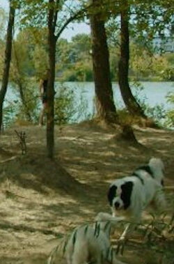 Hundestrand Nord (2023)
