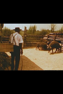 Hush Hoggies Hush: Tom Johnson's Praying Pigs (1978) Hush Hoggies Hush: Tom Johnson's Praying Pigs (1978)