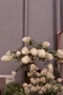 Hydrangeae, or, the Vicissitudes of Public/Private Space (2019) Hydrangeae, or, the Vicissitudes of Public/Private Space (2019)