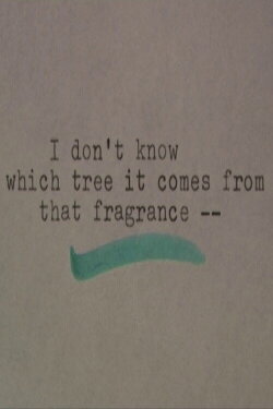I Don't Know Which Tree It Comes From that Fragrance (2017) I Don't Know Which Tree It Comes From that Fragrance (2017)