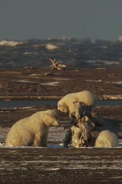Ice Bears of the Beaufort (2008)