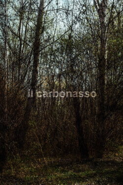 il carbonasso (2021) il carbonasso (2021)