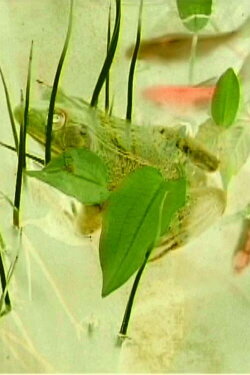 Imaginary pond with real frogs (2001) Imaginary pond with real frogs (2001)