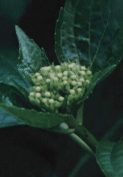 Imitating the Flower of Hydrangea (1985) Imitating the Flower of Hydrangea (1985)