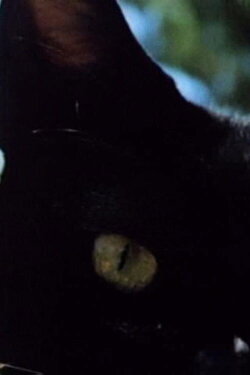 In a Summer Garden (1982)