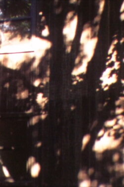 In A Tree’s Shadow (1996)