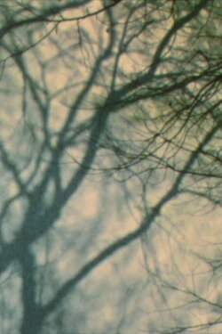 In a Tree’s Shadow II (2011)