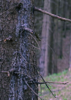 In The Woods (2022) In The Woods (2022)