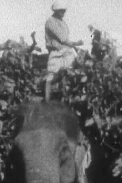 Indian Elephants in the Service of Man (1938) Indian Elephants in the Service of Man (1938)