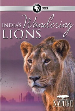 India's Wandering Lions (2016) India's Wandering Lions (2016)