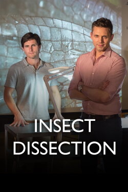 Insect Dissection (2013)