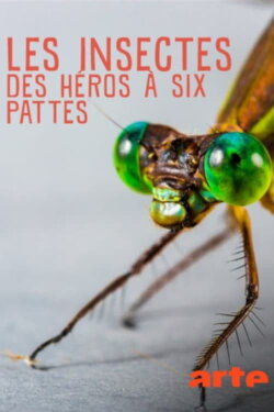 Insekten, Superhelden auf sechs Beinen (2017) Insekten, Superhelden auf sechs Beinen (2017)