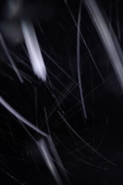 Inside the Microtubule (2018)