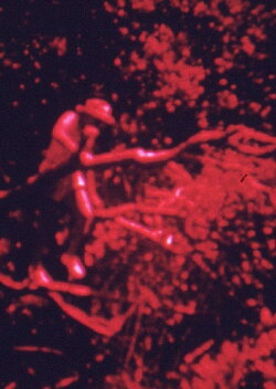 Island Fuse (1971) Island Fuse (1971)