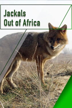 Jackals - Out of Africa (2007) Jackals - Out of Africa (2007)
