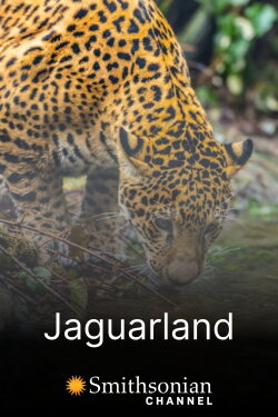 Jaguarland (2020) Jaguarland (2020)