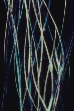 Jalousie (1967) Jalousie (1967)