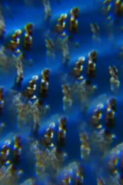 Jelly (2012)