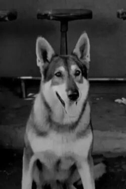 Just Between Us (1961)