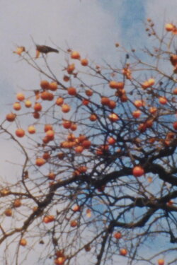 Kakibaum III (2011) Kakibaum III (2011)