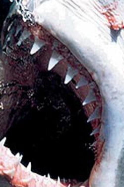 Killer Instincts: Jaws (2004)