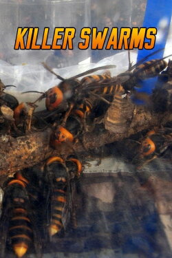 Killer Swarms (2016) Killer Swarms (2016)