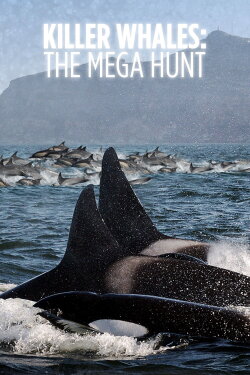 Killer Whales: the Mega Hunt (2016)