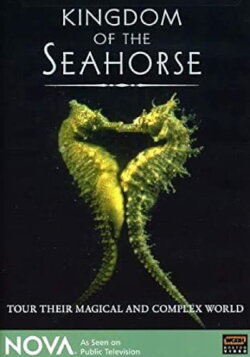 Kingdom of the Seahorse (1997) Kingdom of the Seahorse (1997)