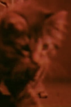 Kittens Grow Up (2006) Kittens Grow Up (2006)