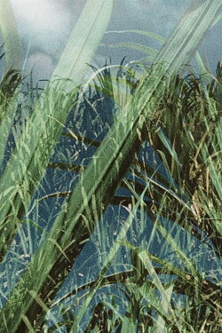 KMK Cane (1977) KMK Cane (1977)