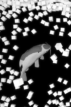 Koi (2020) Koi (2020)