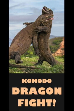 Komodo Dragon Fight! (2017) Komodo Dragon Fight! (2017)