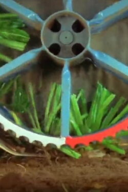 Köpfvorgang bei der Zuckerrübenernte mit dem Bunkerköpfroder (1978) Köpfvorgang bei der Zuckerrübenernte mit dem Bunkerköpfroder (1978)