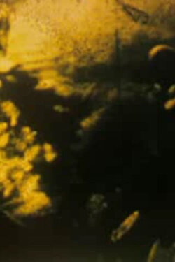 Krepl (1988) Krepl (1988)