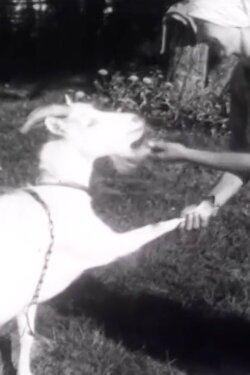 Kutunjuusto (1938)
