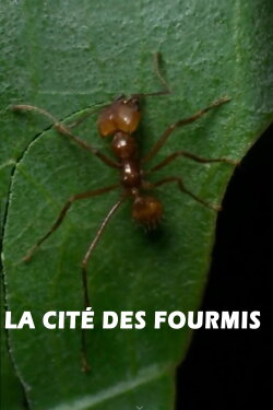 La cité des fourmis (1999)